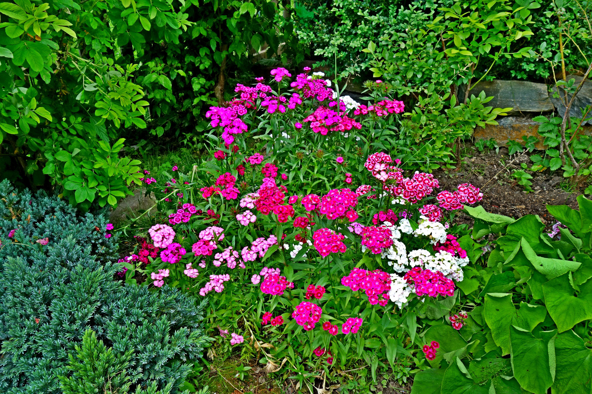 und meine Lieblingsblumen, die Bartnelken