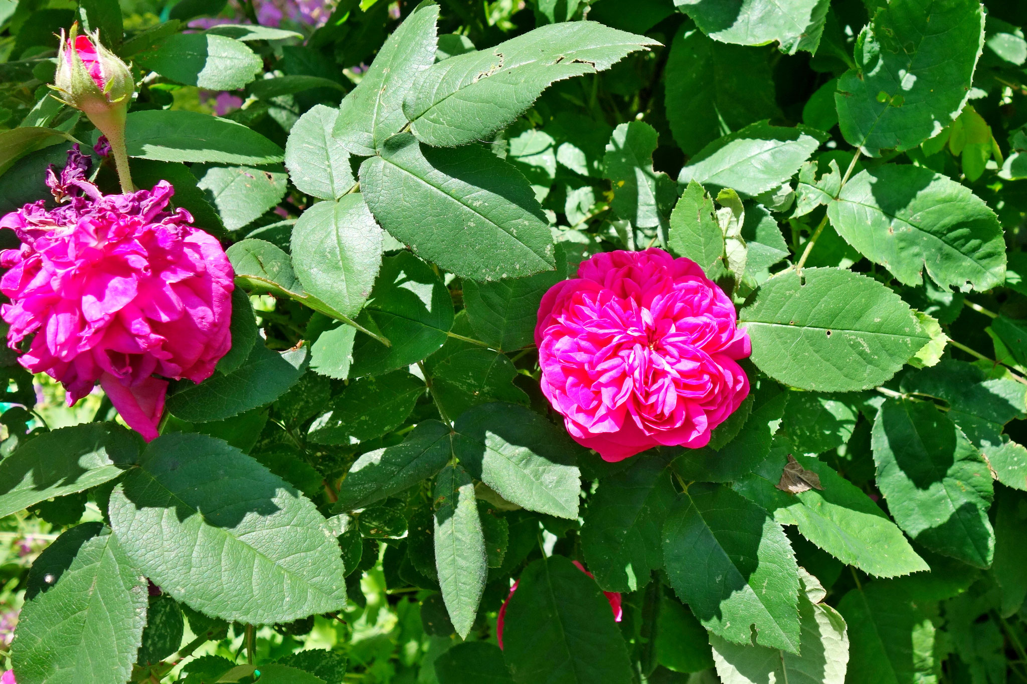 meine wunderbare Rosa Damascena
