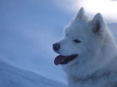 samojede im schnee