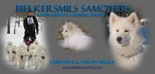 Banner Nisula