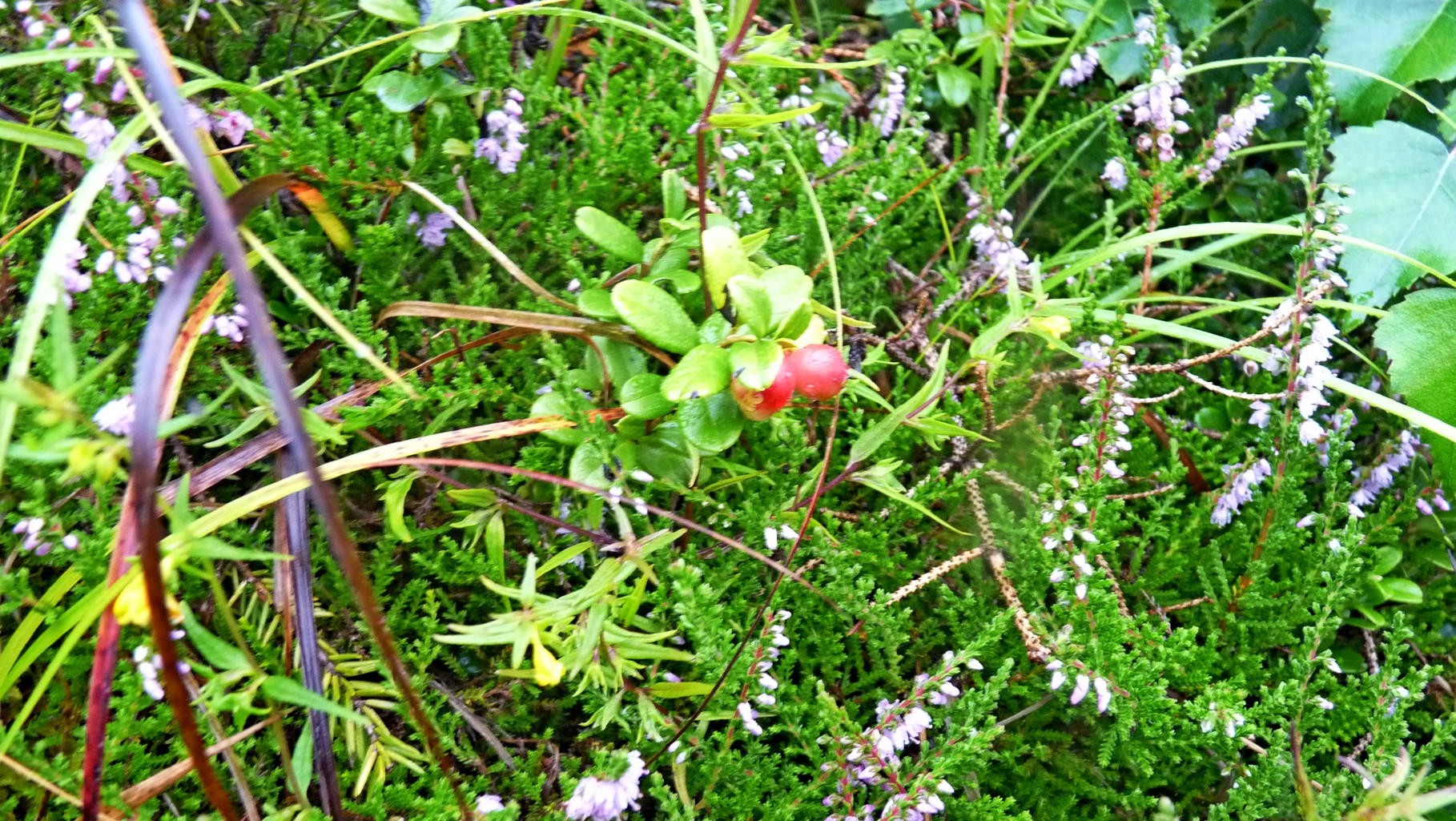 auch die Ranten (Preiselbeeren) werden schön langsam rot