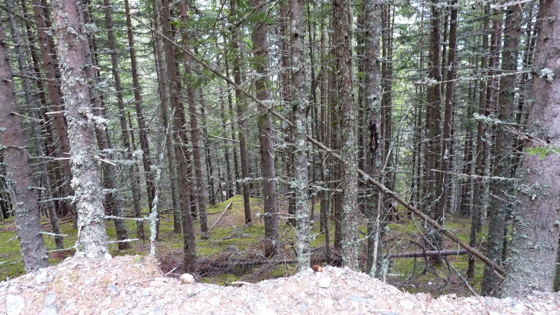 unser Bergwald - geheimnisvoll und voller Flechten