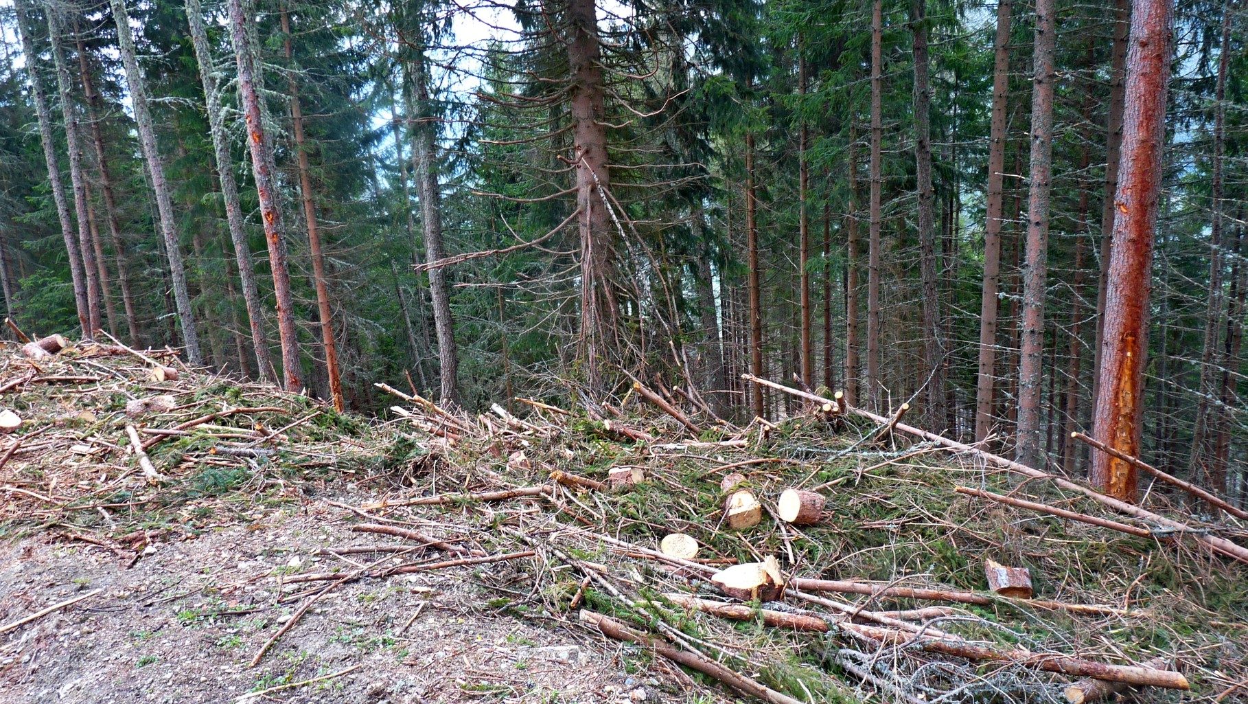 nachdem unser Steig so aussieht