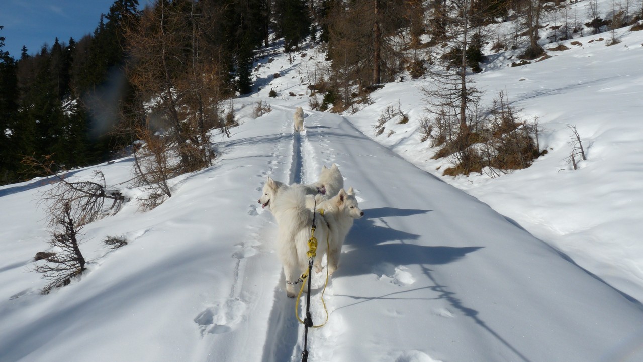wie immer, keine will im Tiefschnee gehen