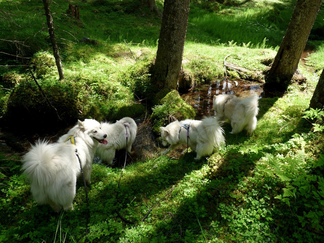 auf dem Weg zum Auto gabs noch eine Plantschrunde für die braven Wanderkameraden