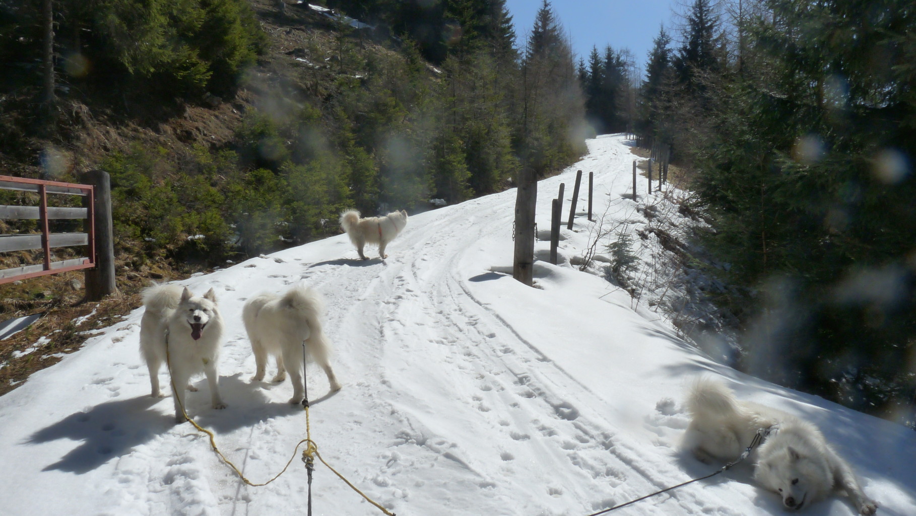 auf dieser Rodelbahn sind wir im Winter mit dem Hundeschlitten unterwegs