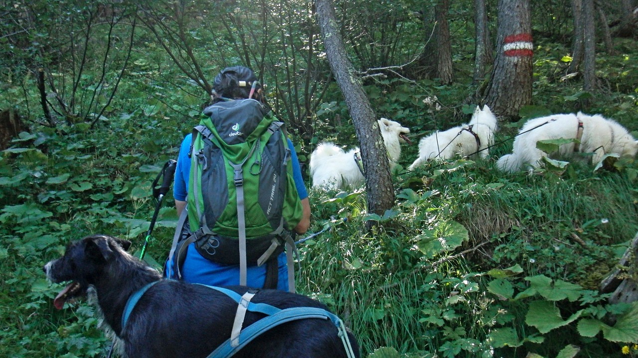 wie immer unsere Anstiege durch verwachsenen Bergwald