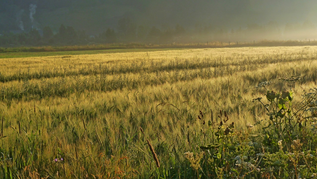 "Gold"getreide im Morgenlicht