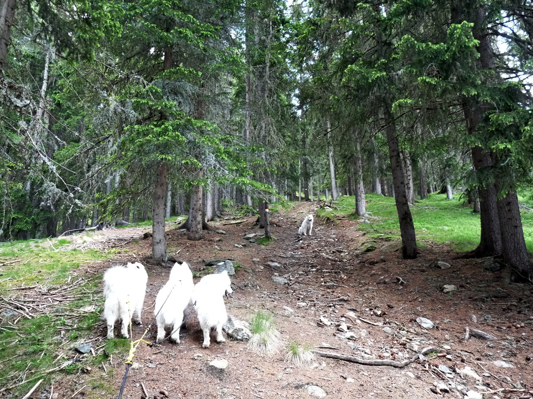 wie so oft - steil und steinig unser Aufstieg