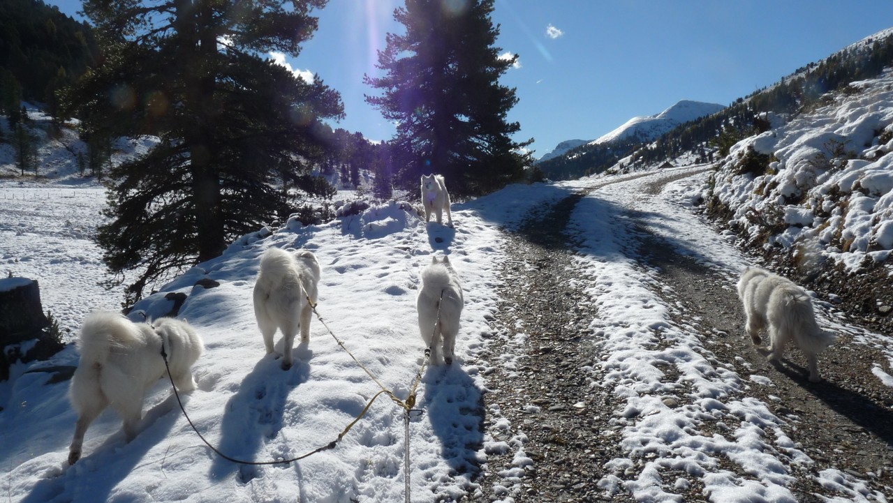 spüren meine Hunde den ersten Schnee dieses Herbstes unter den Pfoten
