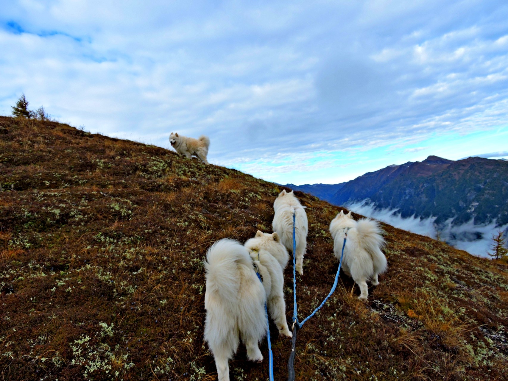 meine Mädels - immer eifrig dabei beim Wandern 