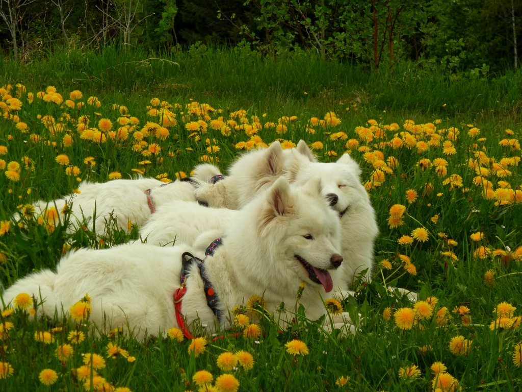 Samojedengewimmel