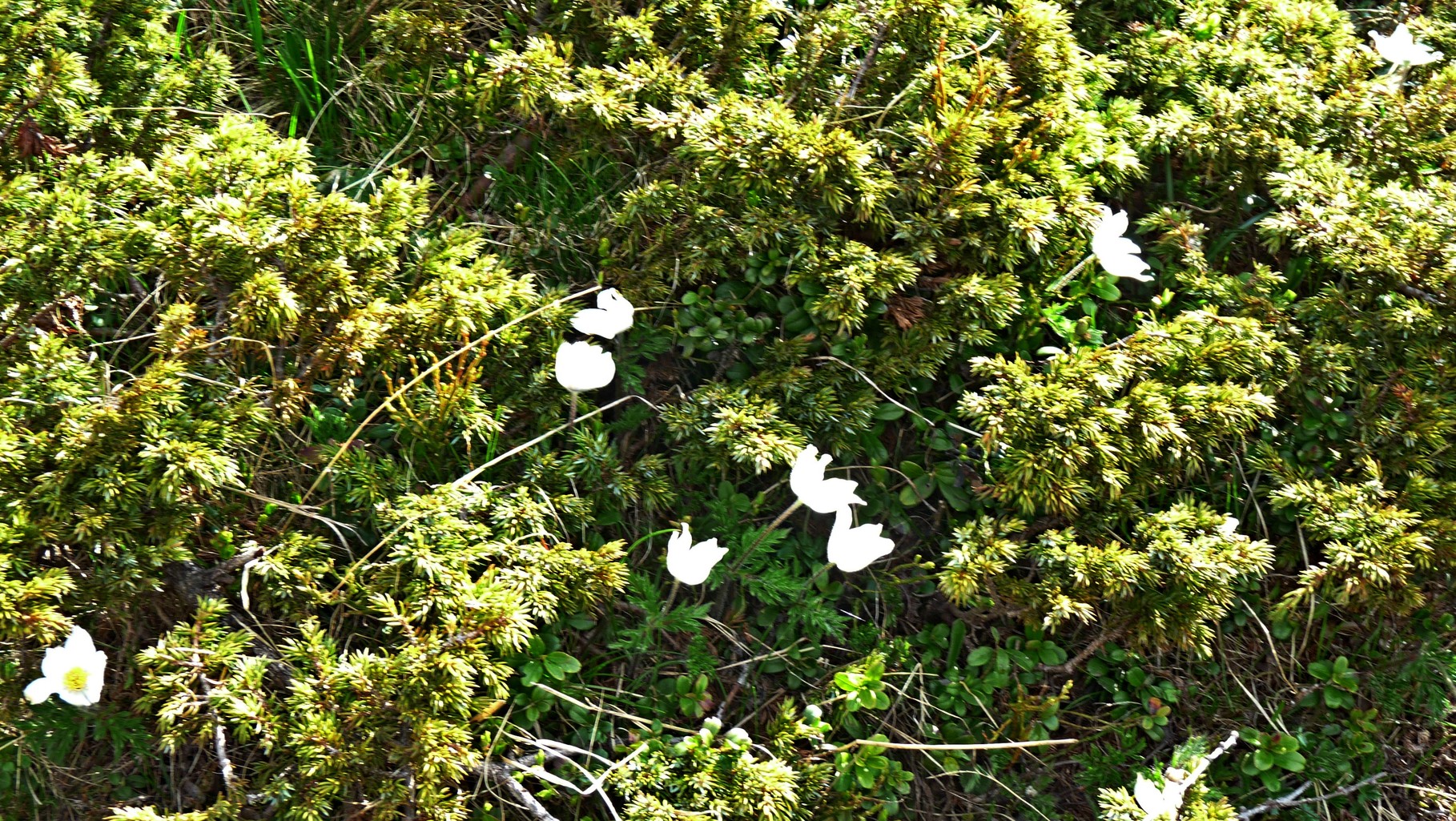 Anemonen
