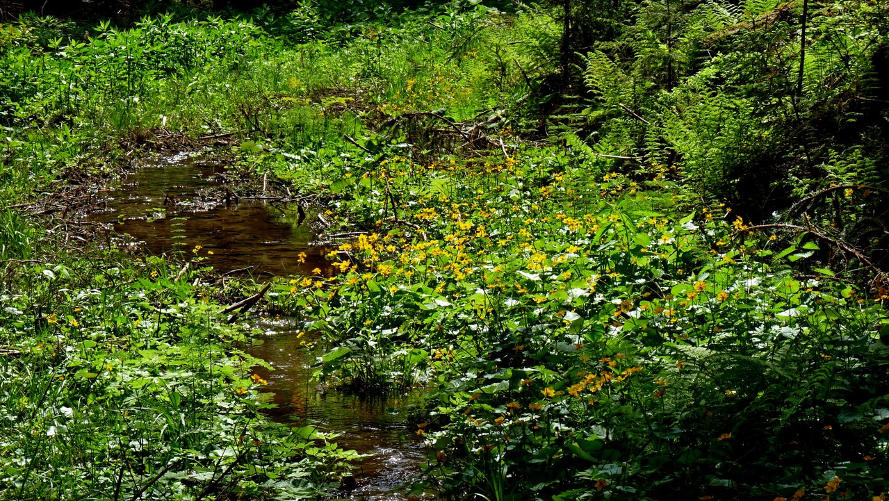 unser WEg ein Bach
