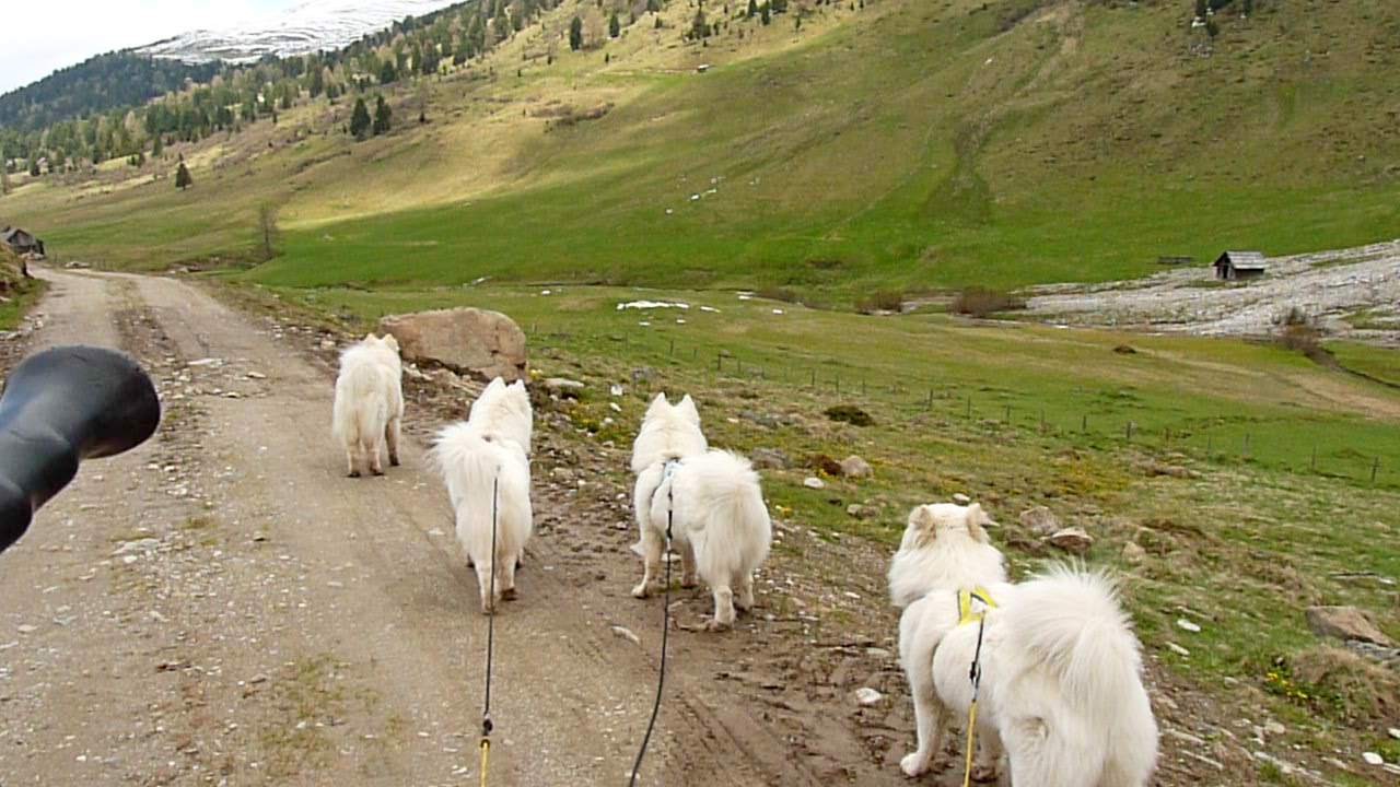und da sind sie die pfeifenden Murmeltiere, genau gegenüber