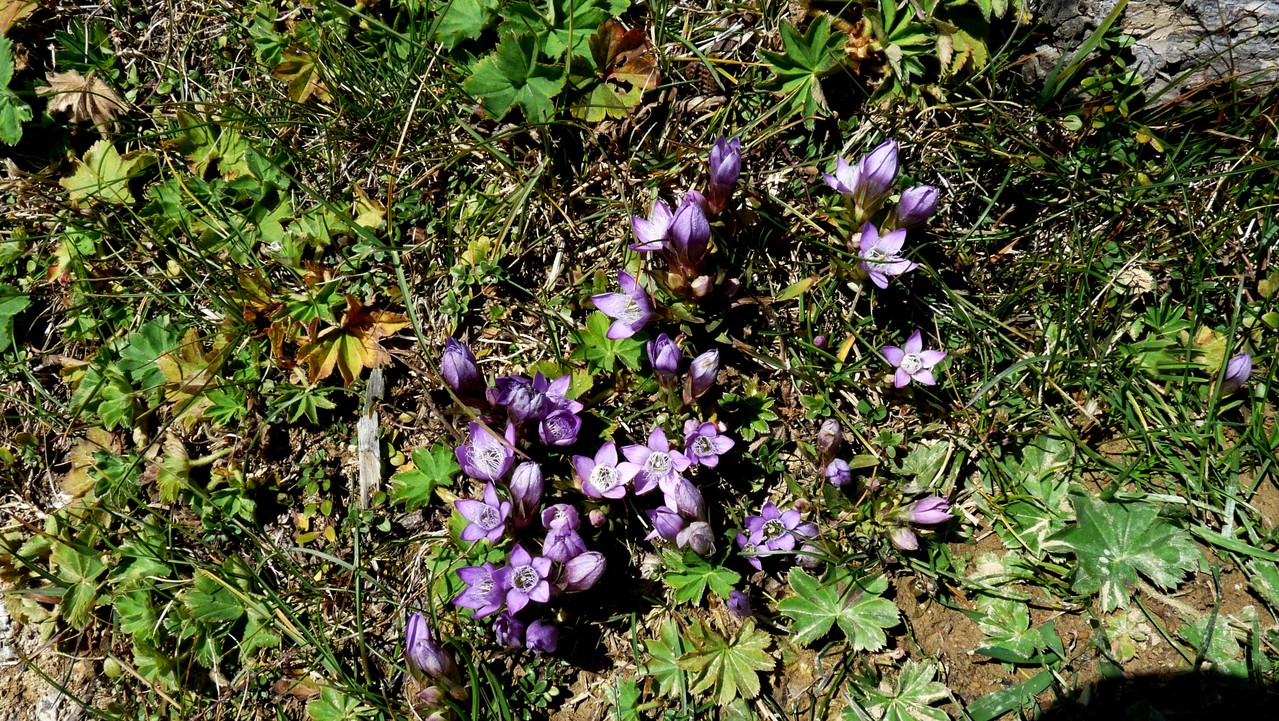da ducken sich die Herbstenzianblüten. Ganz ohne Stiel, kleine Blüten, ist schon unwirtlich da oben