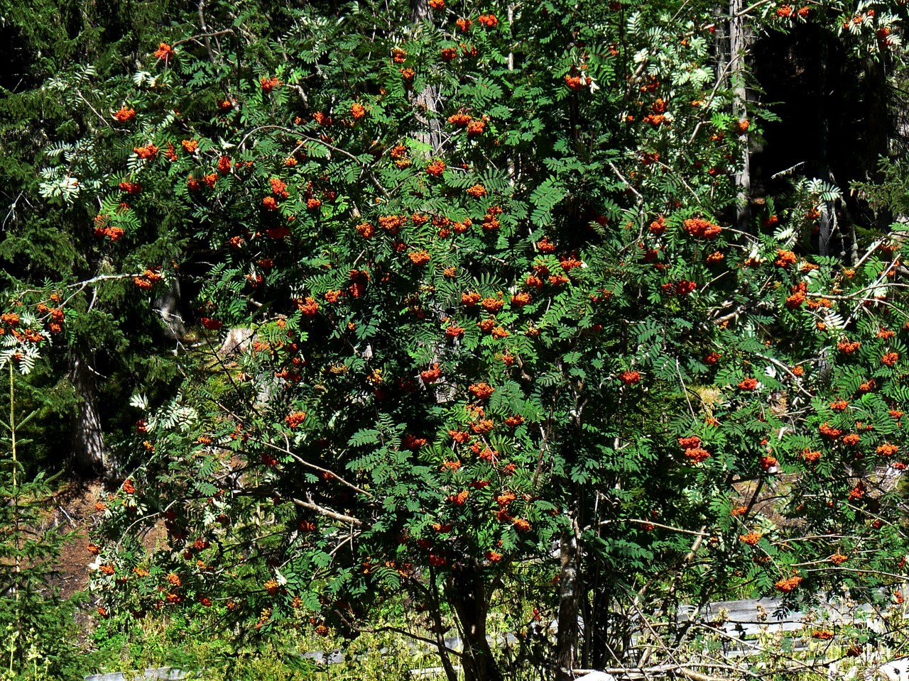 und die darf im Lungau um diese Zeit auch nicht fehlen. Da wird schon fleißig überall geerntet für den Vogelbeerschnaps.