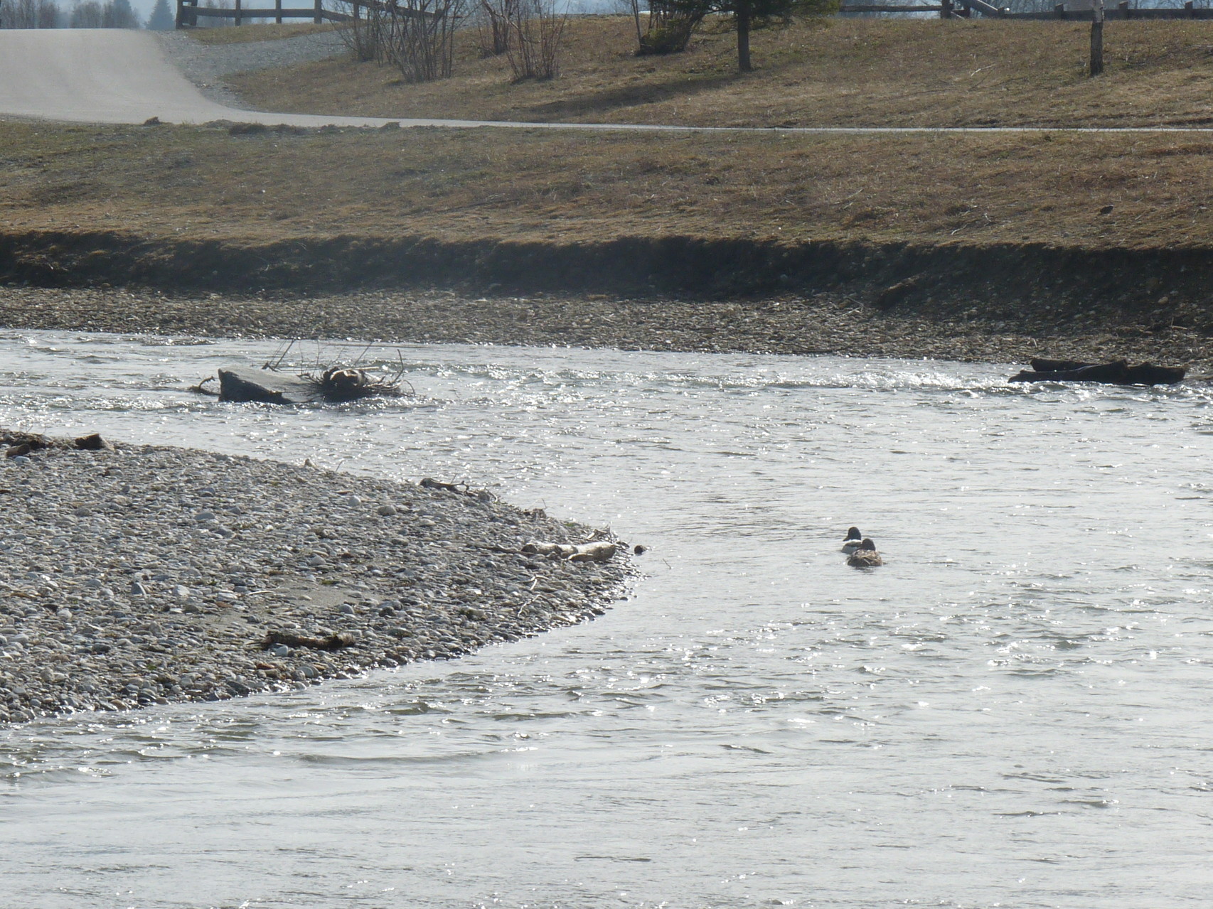 da schwimmen sie davon..