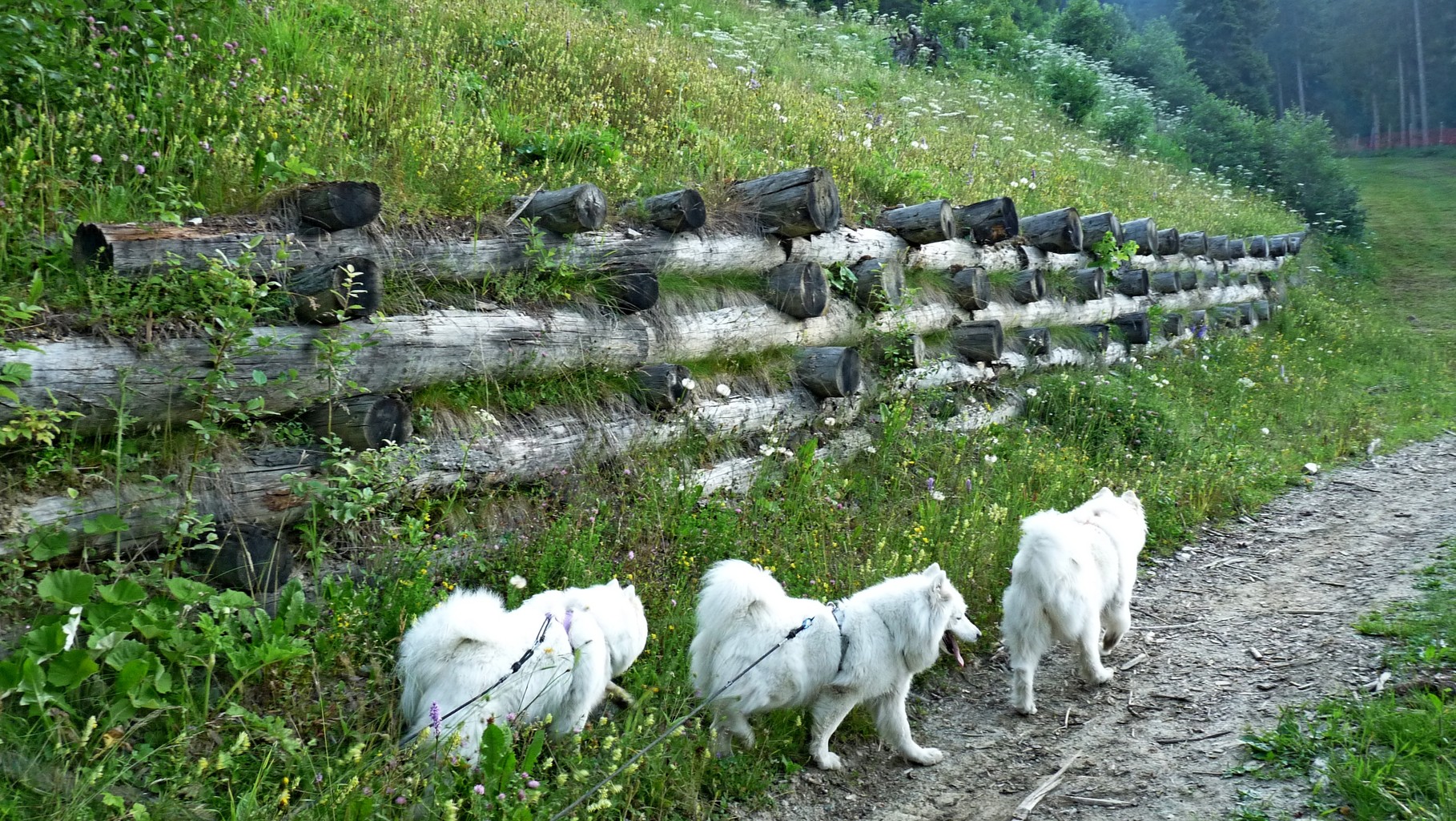 eine schöne Krainerwand