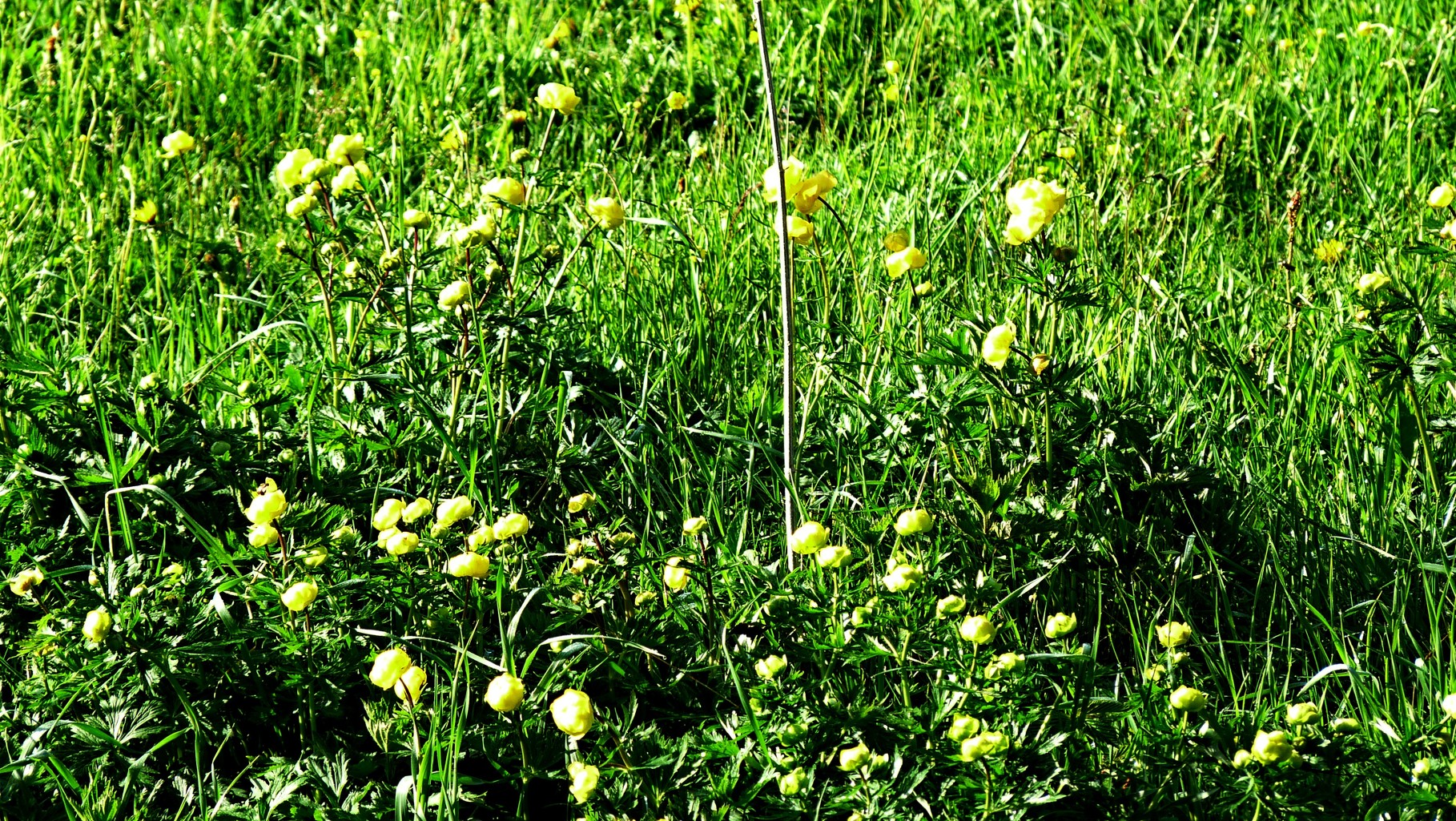 Trollblumen