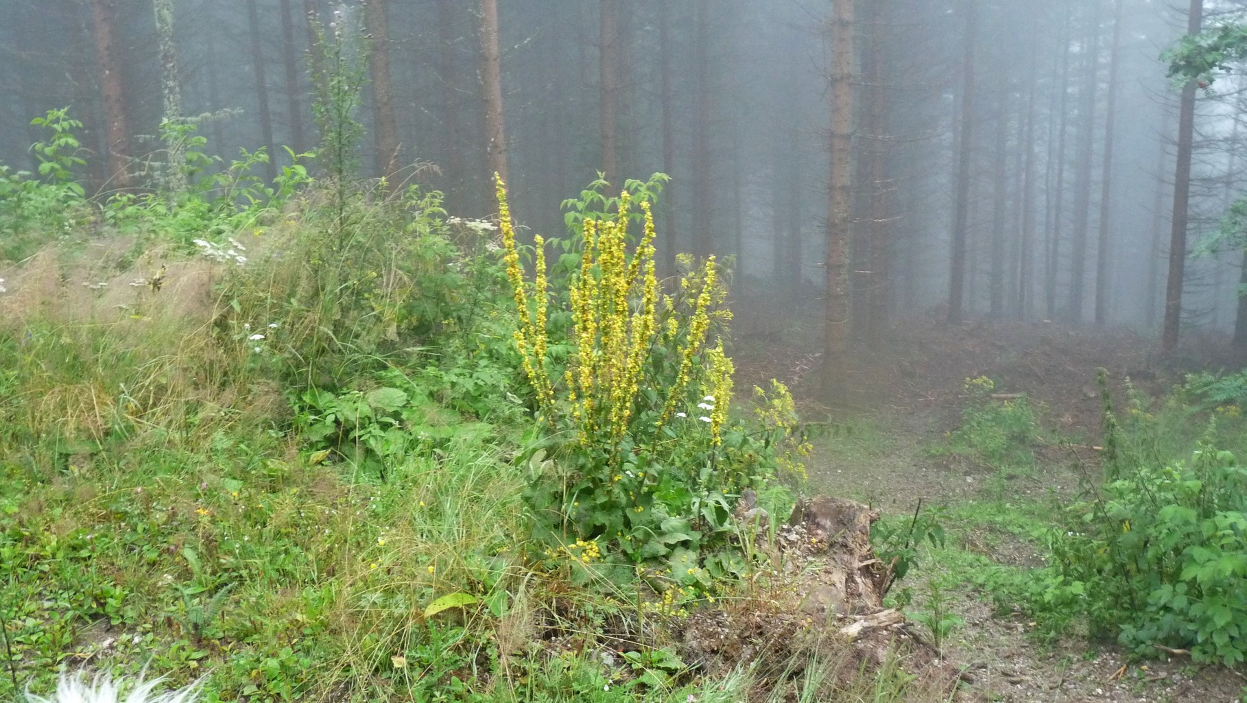 Königskerze - die Kraftblume