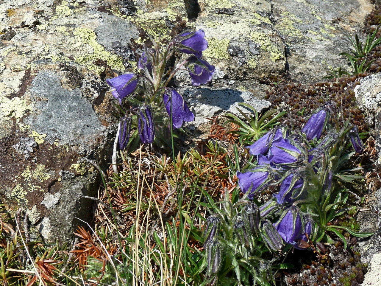 Alpenglockenblume