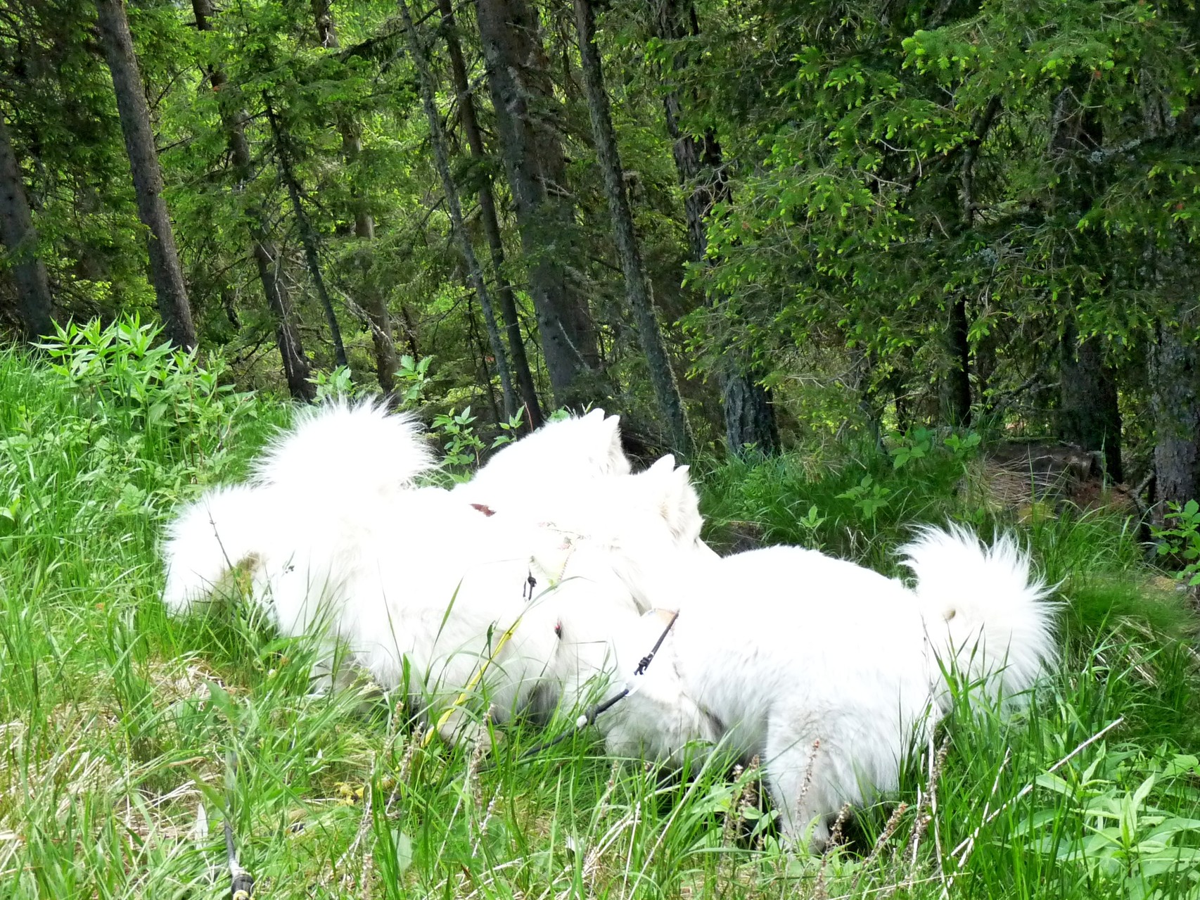 Samojedengewimmel