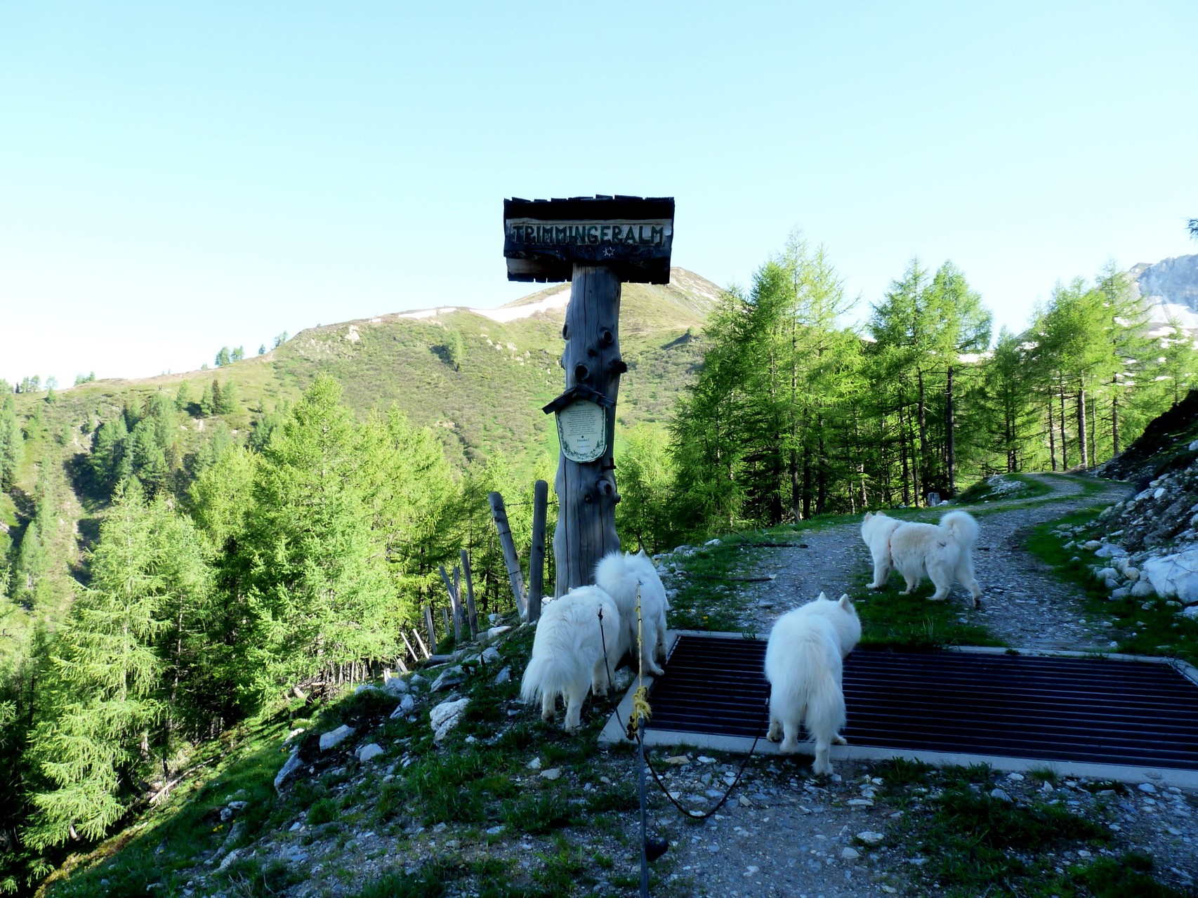 wir sind da, auf der Trimminger Alm