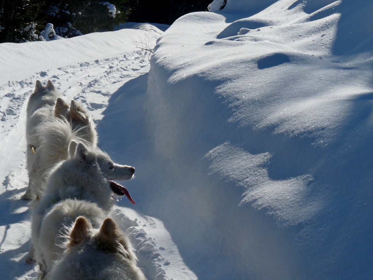 Samojeden und Schnee