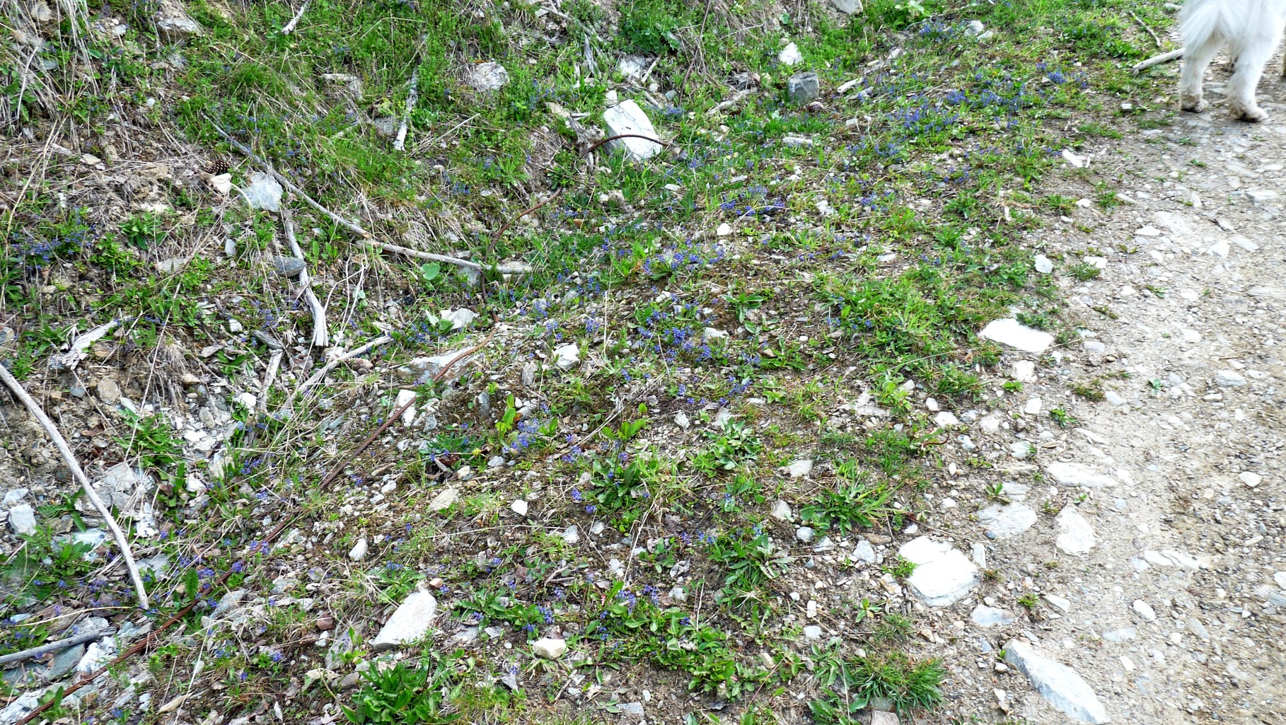 blau blau blau 