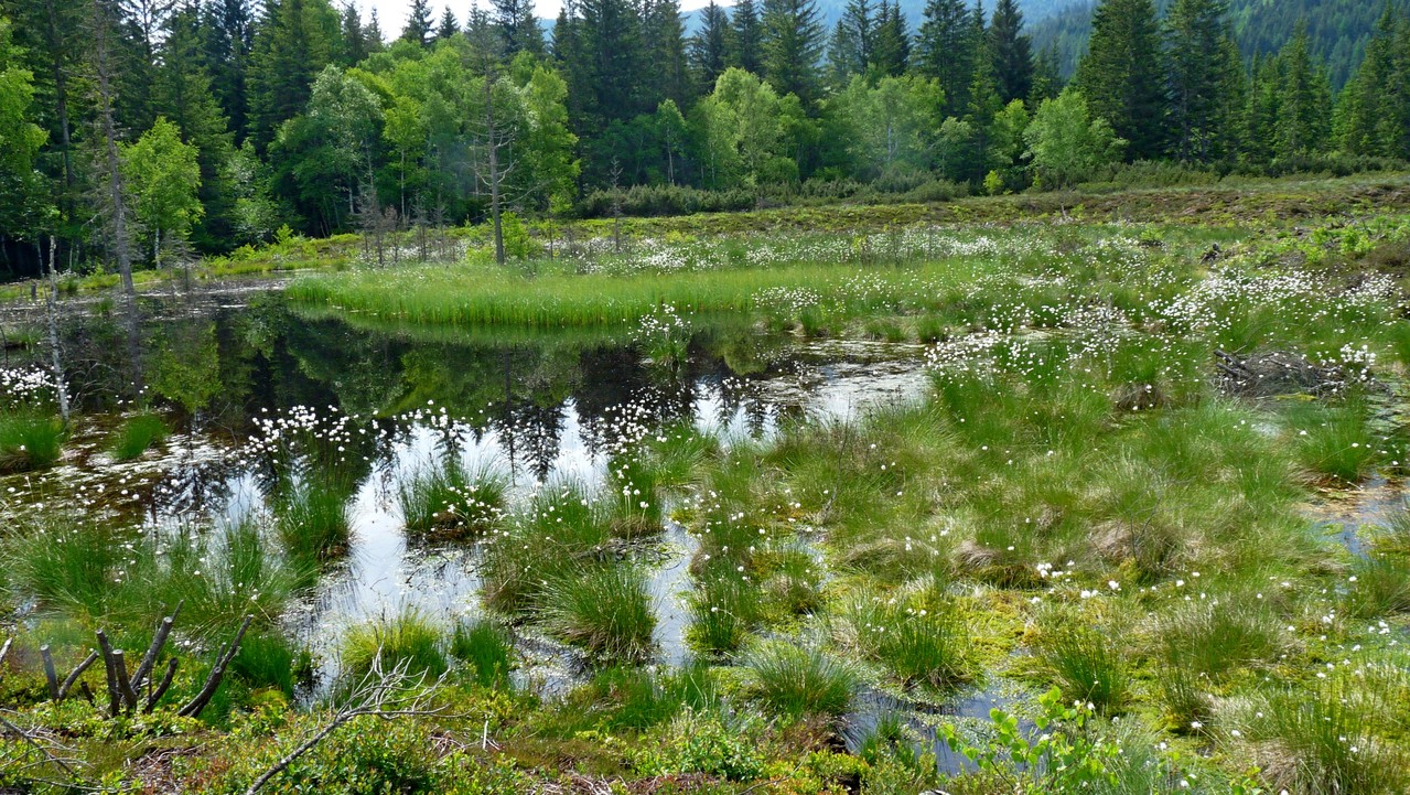 Pause am revitalisierten Moor