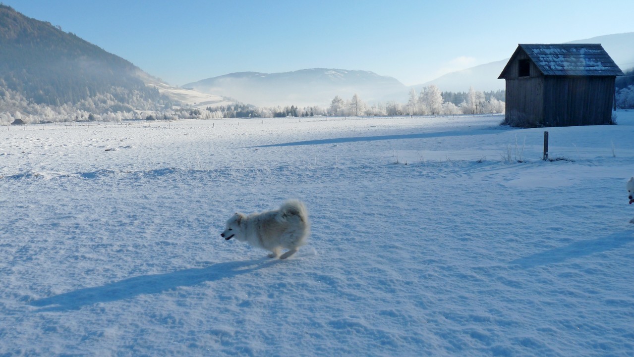 die winterlichen Felder und Wiesen