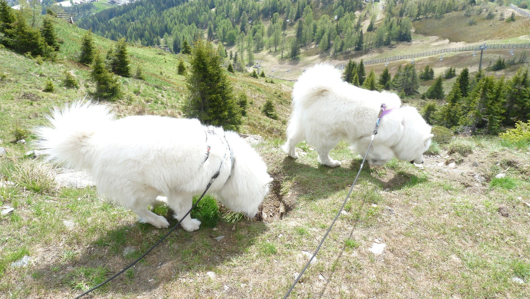 und natürlich hatten die Hunde jetzt viel zu schnuppern