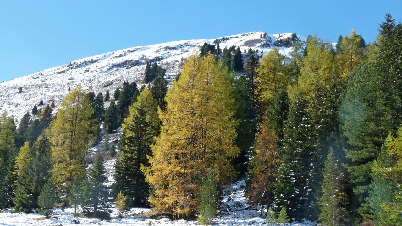 ein bissl golden ist er schon, der Herbst