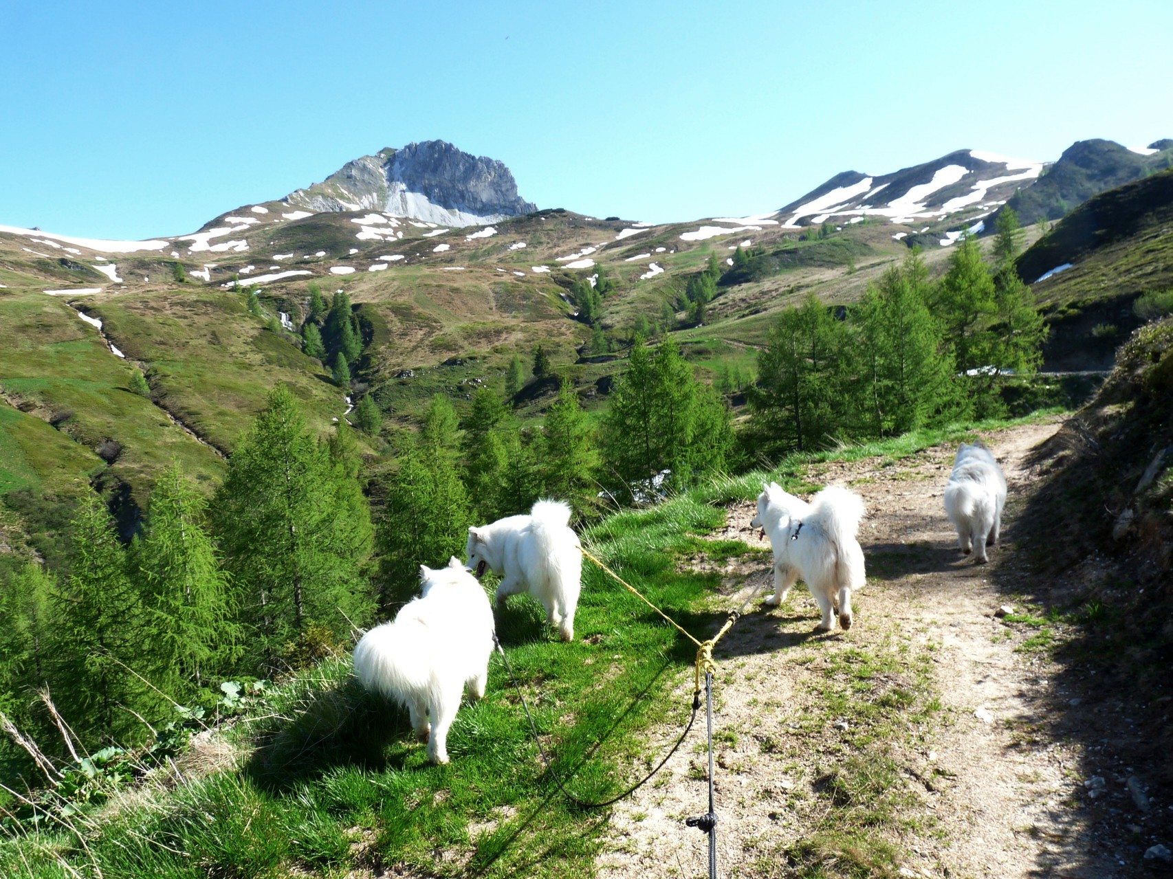und so wandern wir gemütlich zunächst auf dem Almweg über die Alm