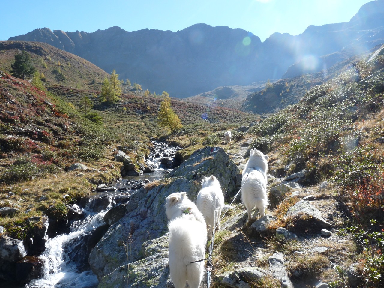 unser Weg immer am Bacherl entlang über die Alm