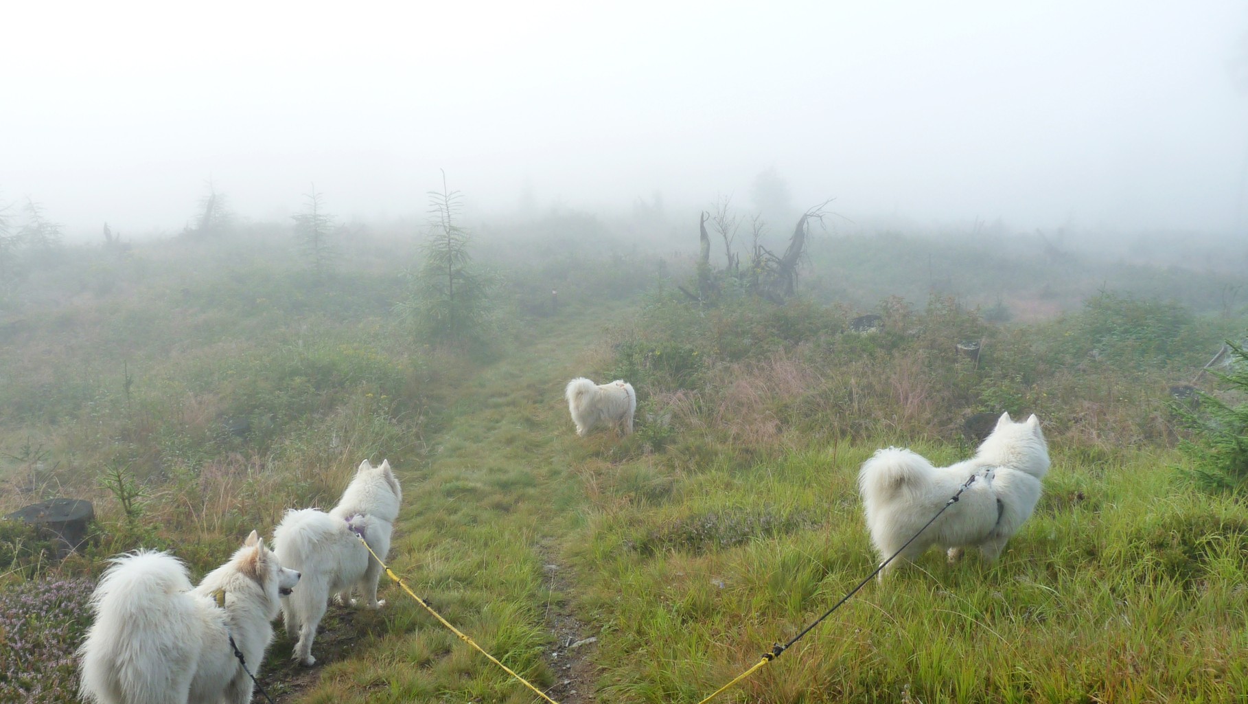 und genießen beim Abstieg diese wunderbare Bergwaldlandschaft