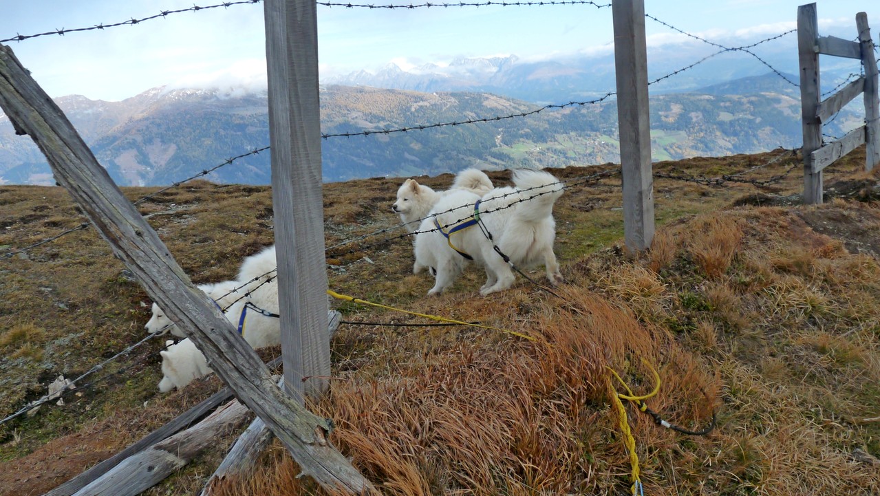 die Hunde habens da leicht