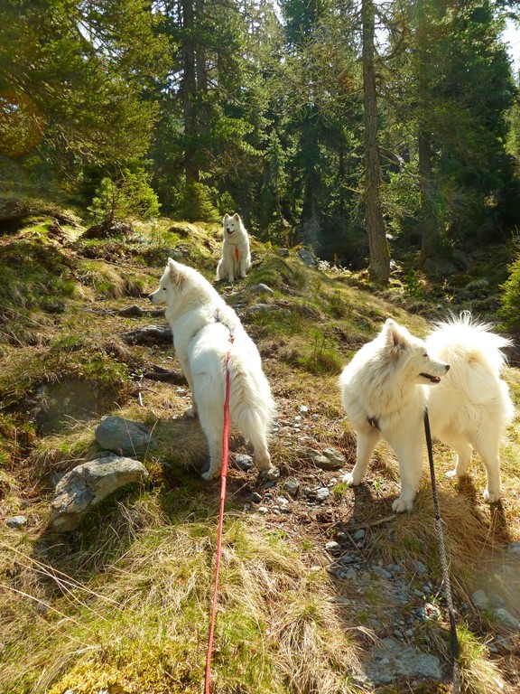 schöner Aufstieg zwischen lichtem Bergwald