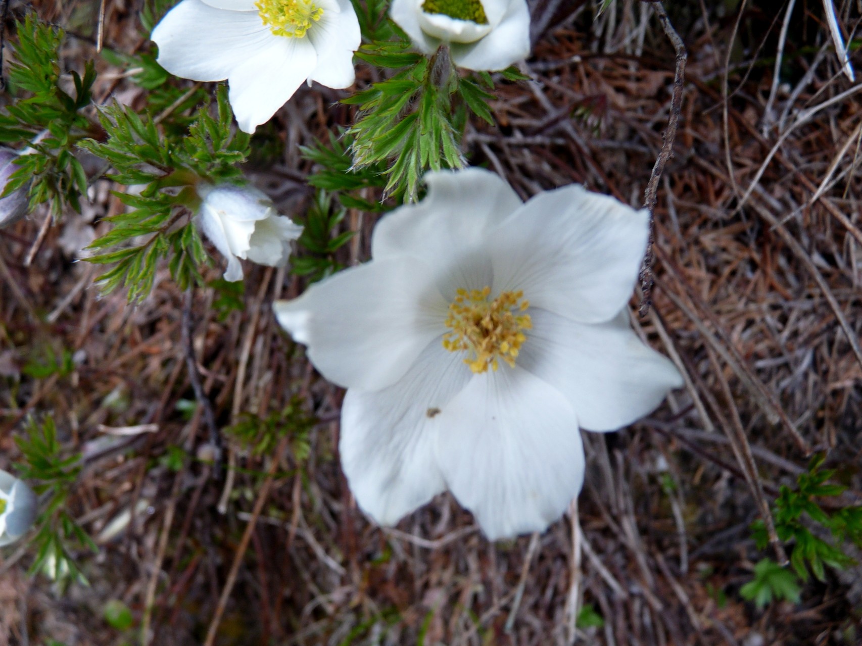 und Anemonen