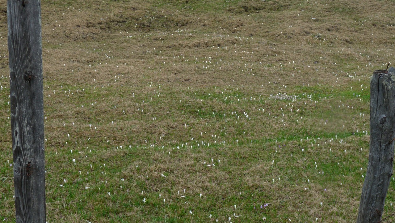 nach sehr später Schneeschmelze blühen hier noch die Krokusse