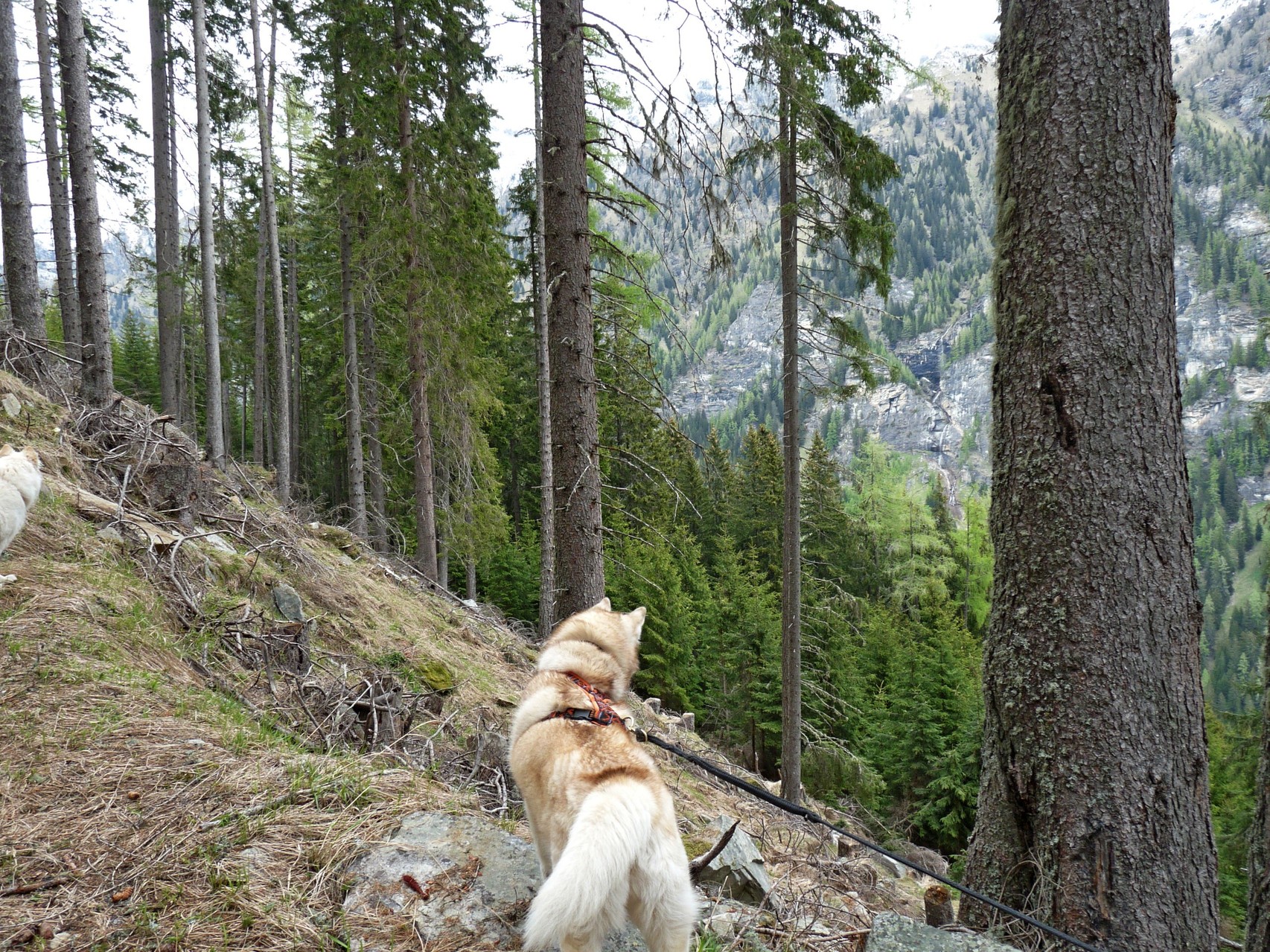 das wissen nur die Hunde was sich da unten rührt