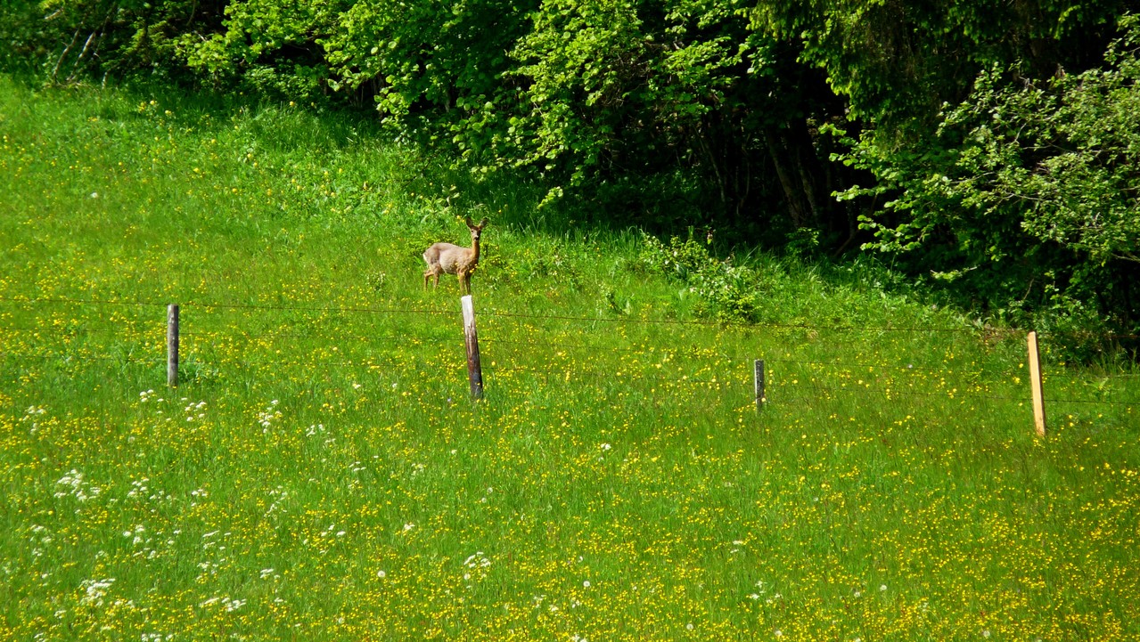 wie tragisch wenn da freilaufende Hunde wären......