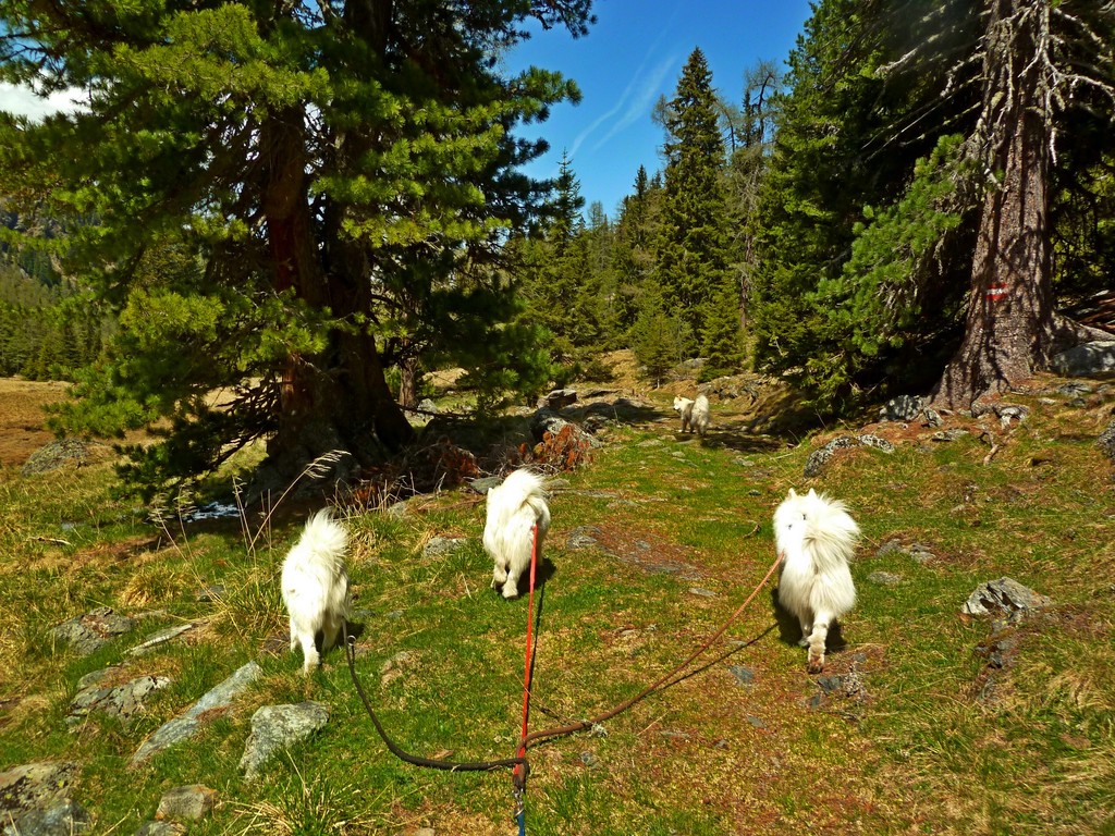 im sanften Nachmittagslicht  wandern wir gemütlich über die Alm zurück