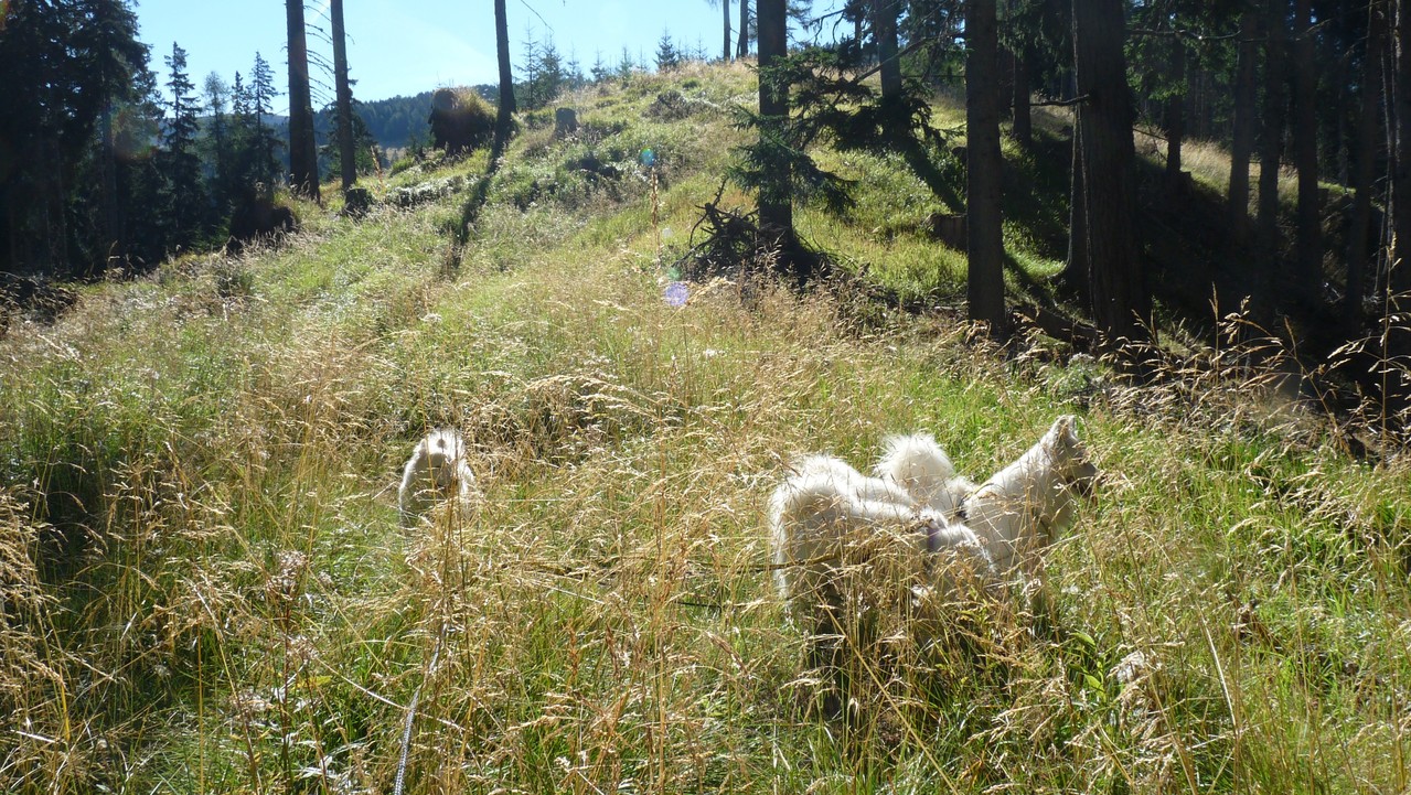 einfach schön, Samojeden im hohen Gras