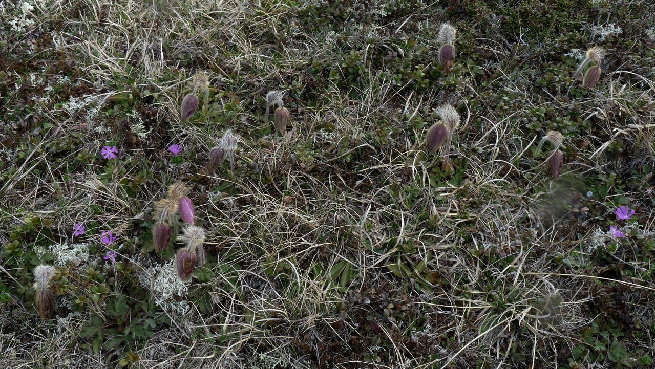 noch in den Knospen, die wunderschönen Küchenschellen