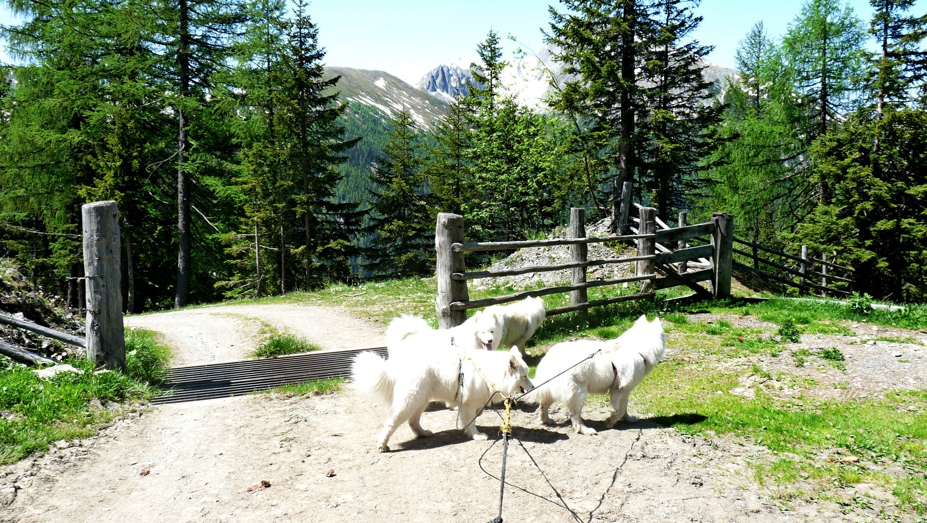 da verlassen wir die Alm wieder und steigen durch den schattigen Bergwald ab