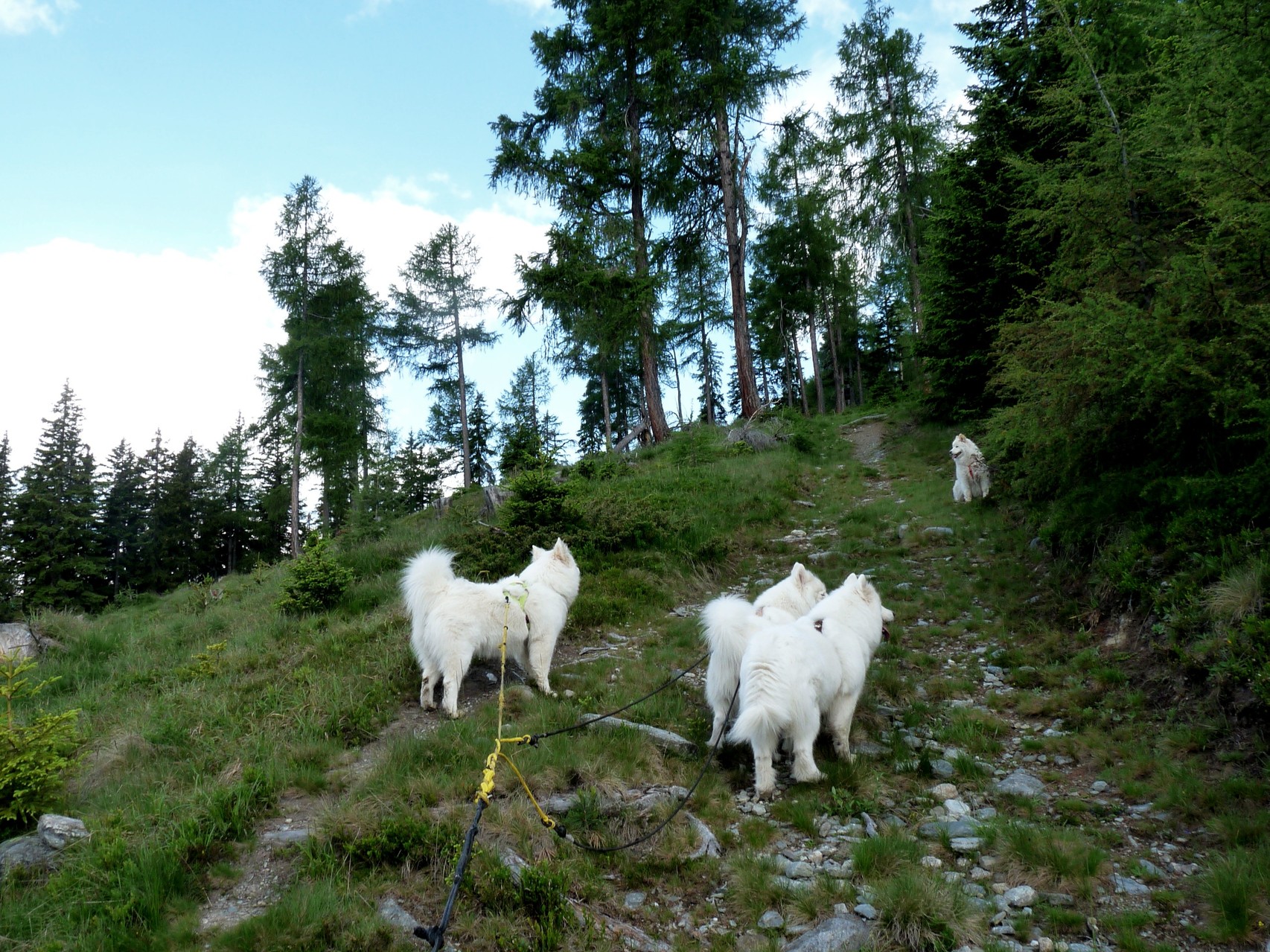 über der Waldgrenze im lockeren schönen Bergwald