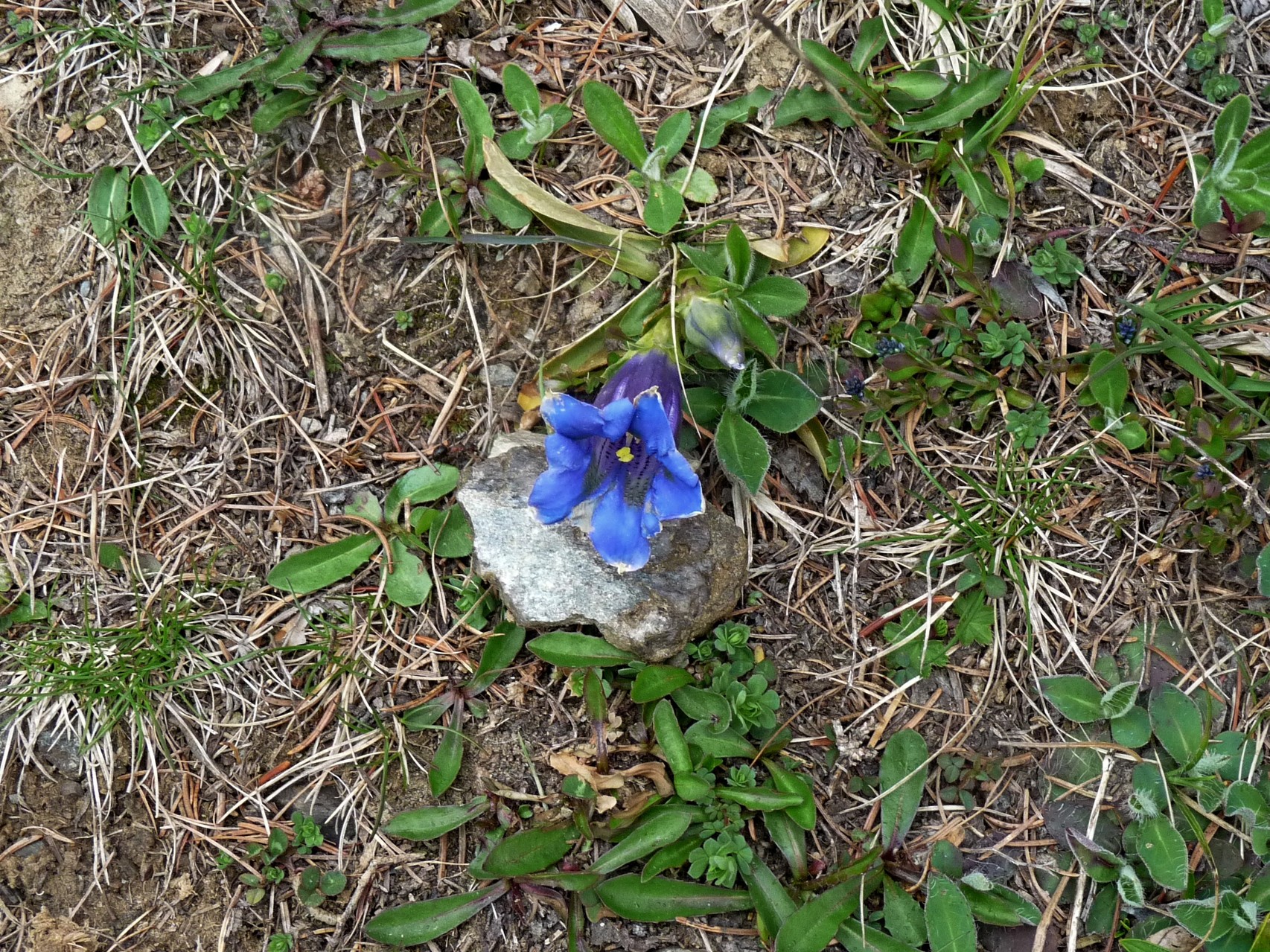 tatsächlich - wow diese Freude diese schöne Frühlingsblume wieder zu sehen
