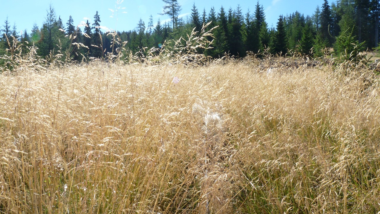 ganz versteckt